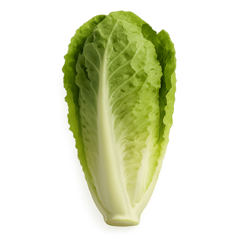 baby romaine lettuce