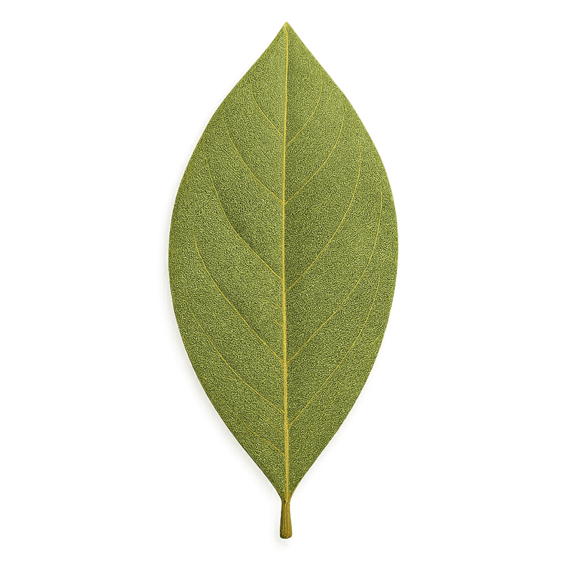 bay leaf