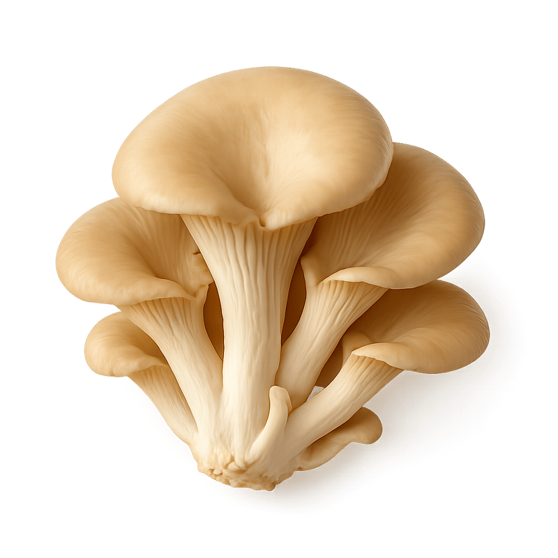 canned mushrooms or oyster mushrooms