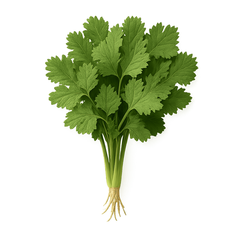 coriander