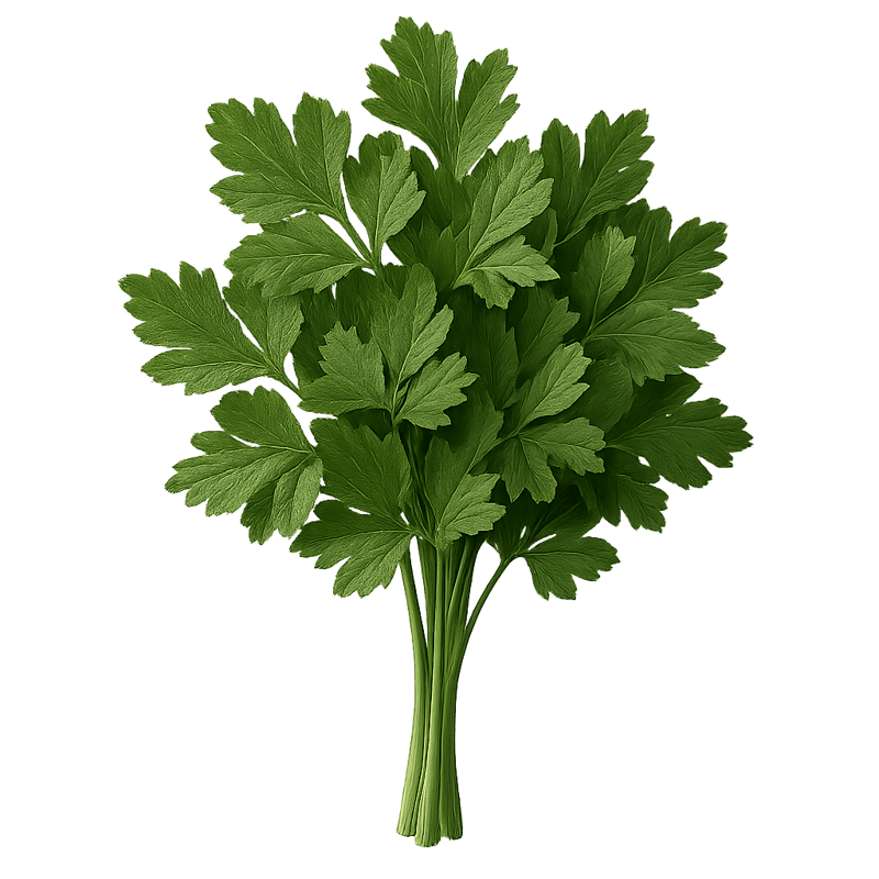 flat-leaf parsley