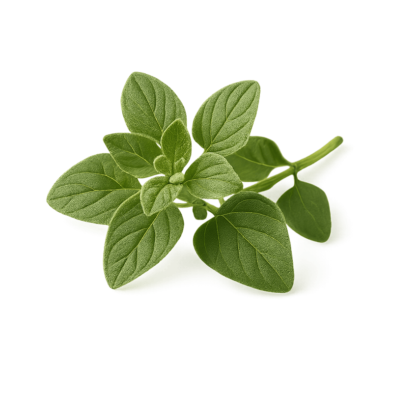 fresh oregano