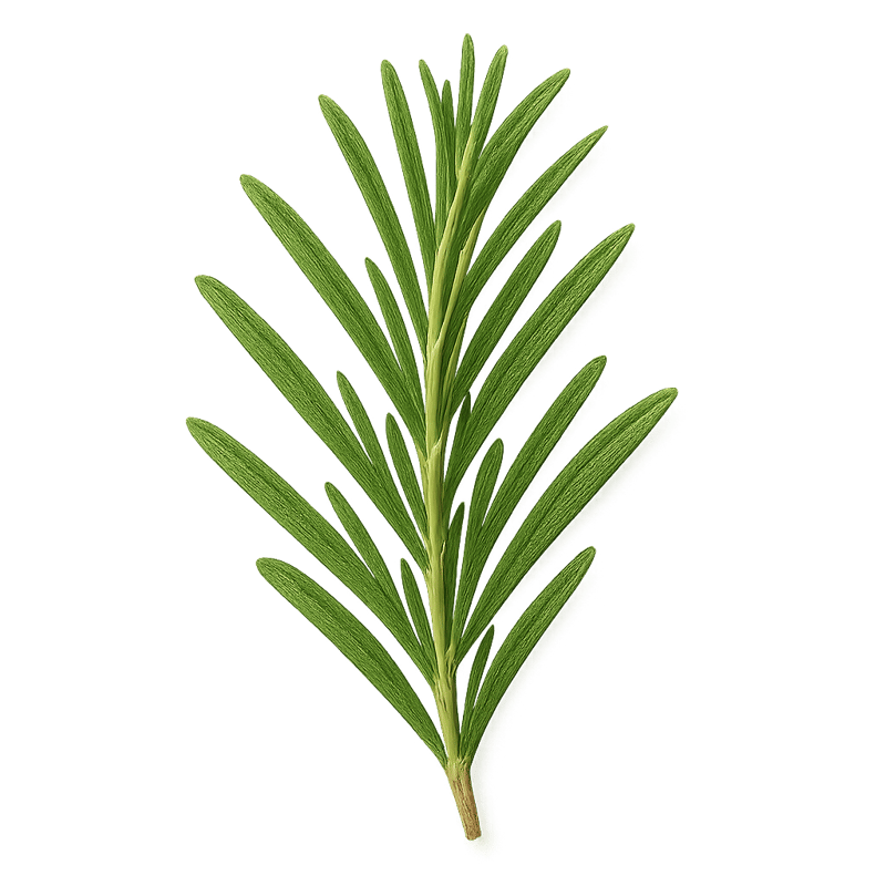 rosemary sprigs